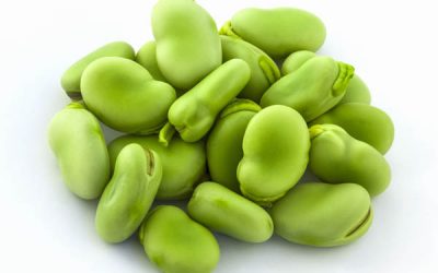 Green fava beans